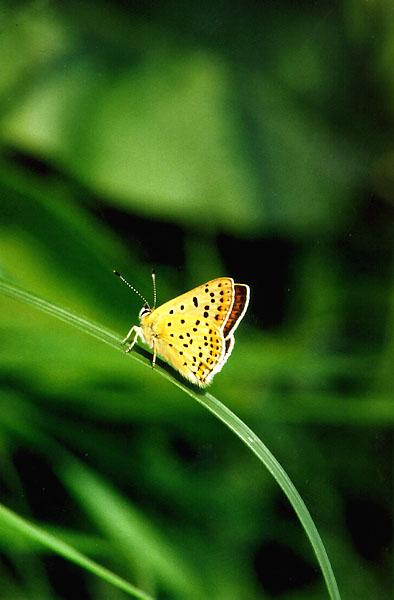 Tiny Beasty-Lycaena tityrus 2-Sooty Copper Butterfly.jpg