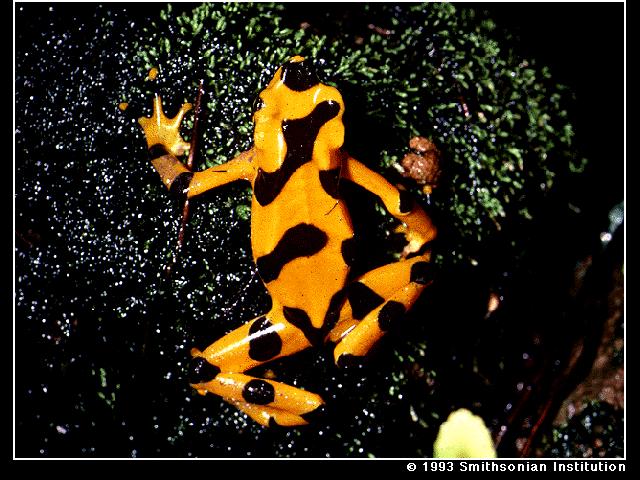 GFROG-Panamanian Golden Frog-on rock.jpg