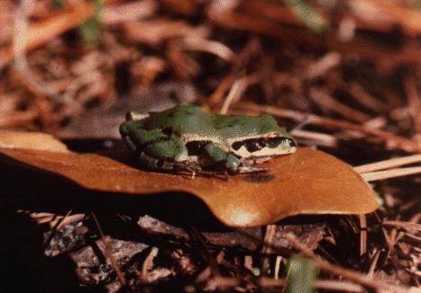 acris2-Ornate Chorus Frog-sitting on leaf.jpg