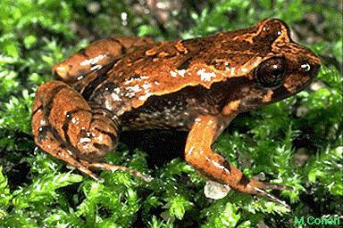 rheophilus-Northern Tinker Frog.jpg
