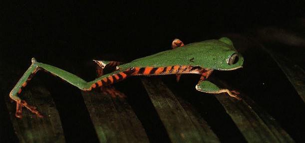 Tr dgroda 3-Barred Leaf Frog-walking.jpg