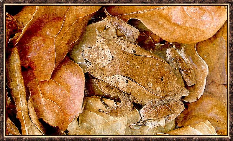 Frog bb008-Malaysian Leaf Frog-camouflage on leaves.jpg