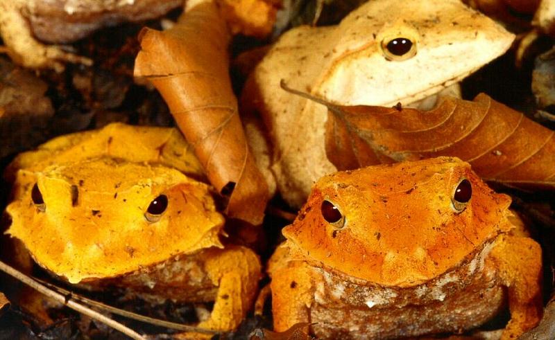 frog9933-Solomon Island Leaf Frogs.jpg