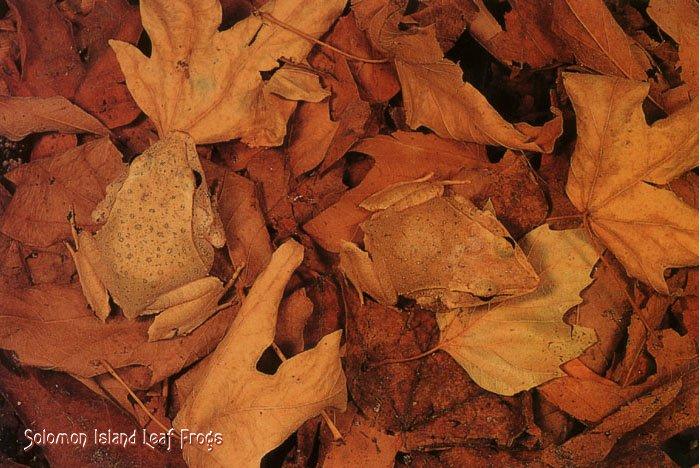 KsW-Art Photo-080-Solomon Island Leaf Frogs-pair on leaves.jpg