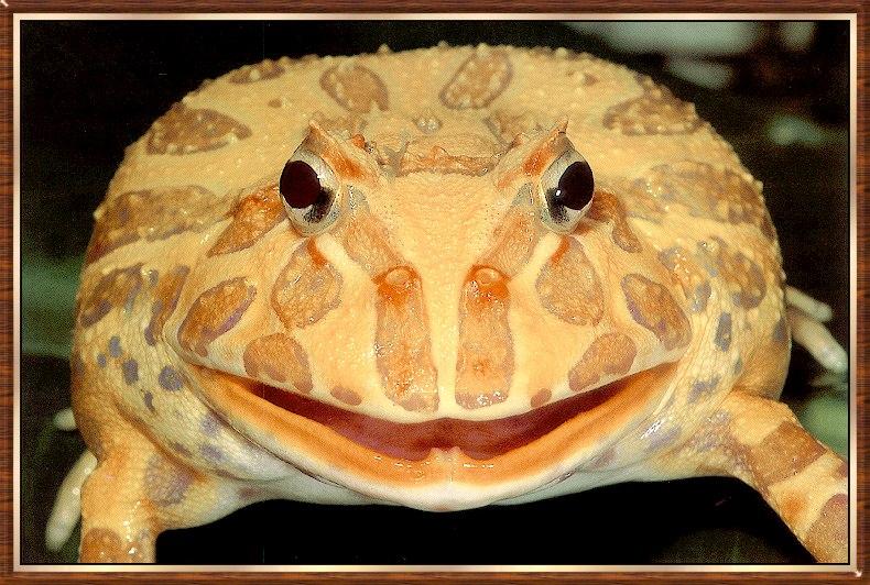 Frog bb004-Ornate Horned Frog-Closeup.jpg
