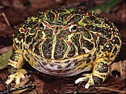 Pacman Frog-Ornate Horned Frog-closeup.jpg