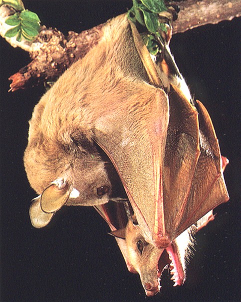Gambian bats mating.jpg