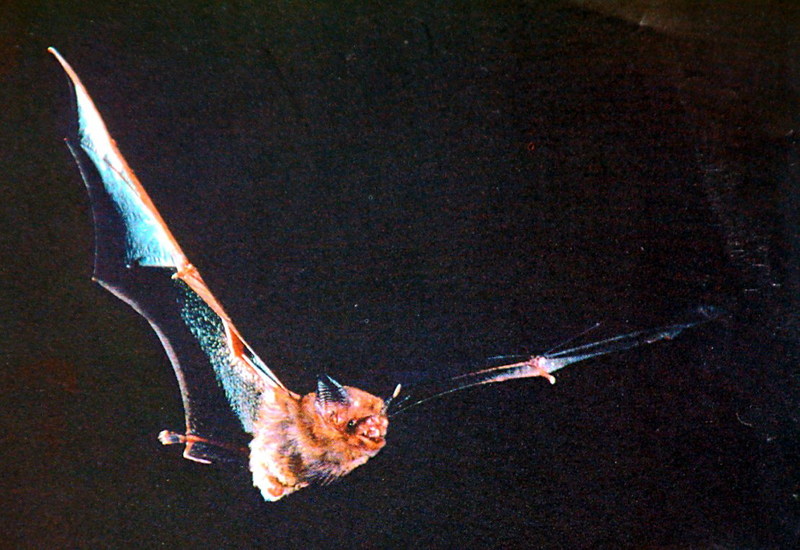 Kitti\'s Hog-Nosed Bat in flight.jpg