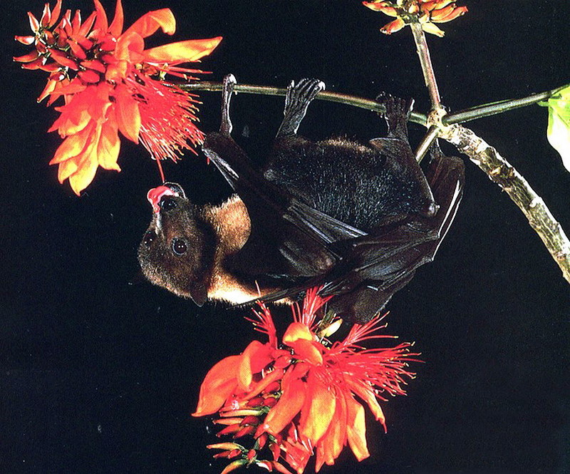 Marianas Fruit Bat.jpg