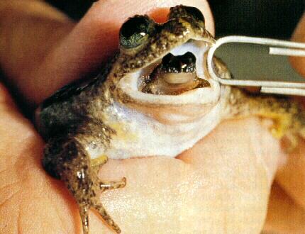 frog9953-Gastric Brooding Frog-Mom and Baby.jpg