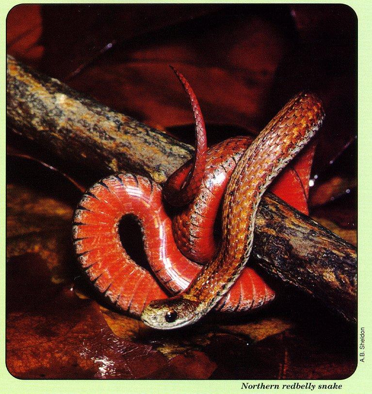 arwl293 Northern redbelly snake.jpg