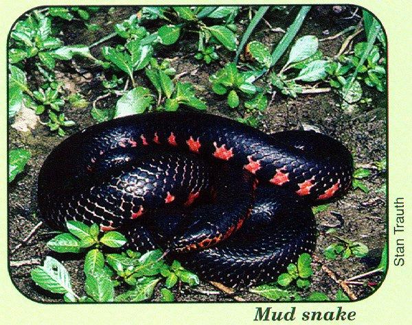 arwl293 Western mud snake.jpg
