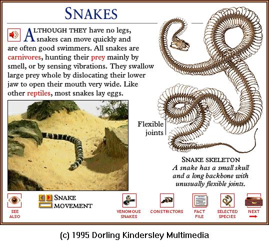 DKMMNature-Reptile-King Snake-Snake Skeleton.gif