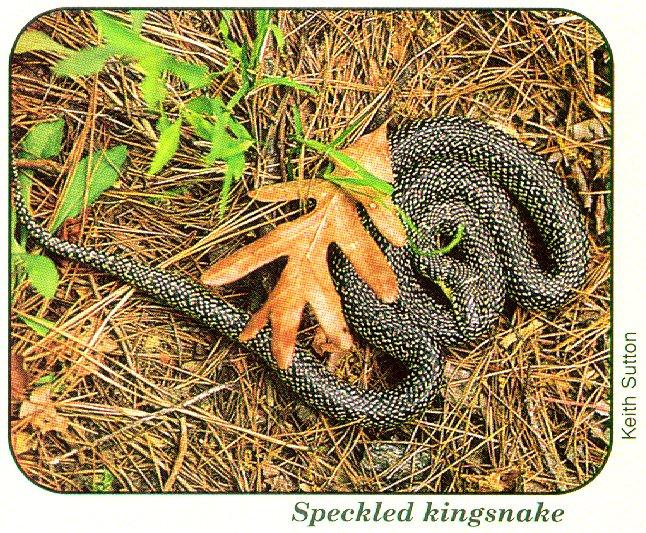 arwl293 king snake-Speckled Kingsnake.jpg