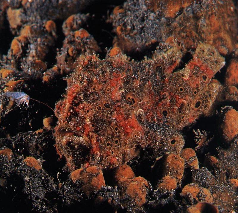 Painted frogfish-Antennarius pictus 2-camouflage on coral.jpg