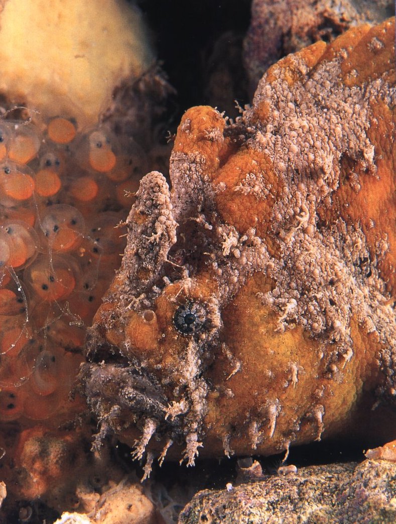 Smooth frogfish-Phyllophryne scortea 1-face closeup.jpg