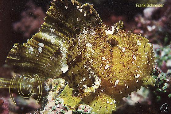 Taum-Frogfish-closeup.jpg