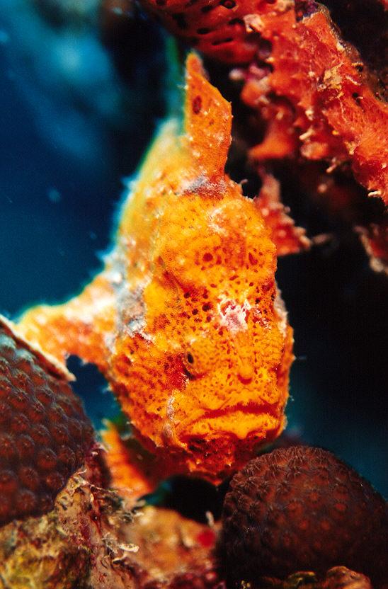 Frogfish6-from Bonaire.jpg