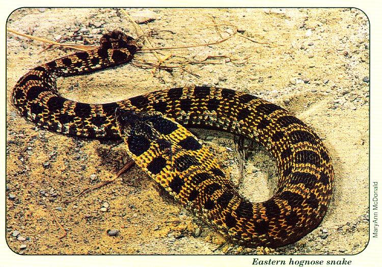 arwl293 Eastern hognose snake.jpg