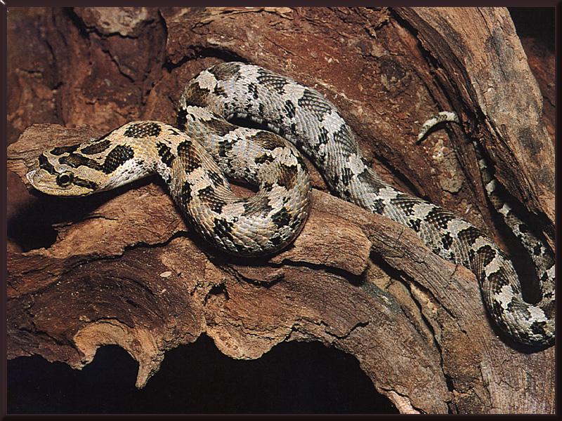 Eastern Hognose Snake 01.jpg