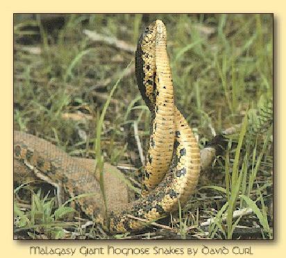 rep s011-Malagasy Giant Hognose Snakes-Interwinded-Mating.jpg