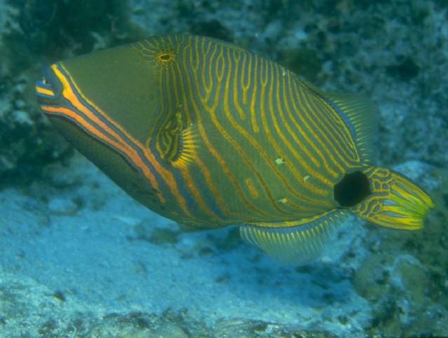 Anfs0037-Golden Striped TriggerFish.jpg
