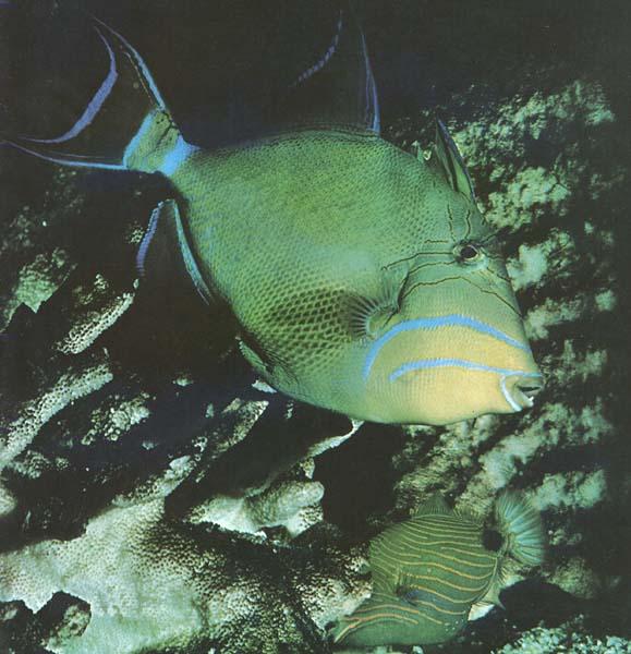 Queen Triggerfish-Closeup.JPG