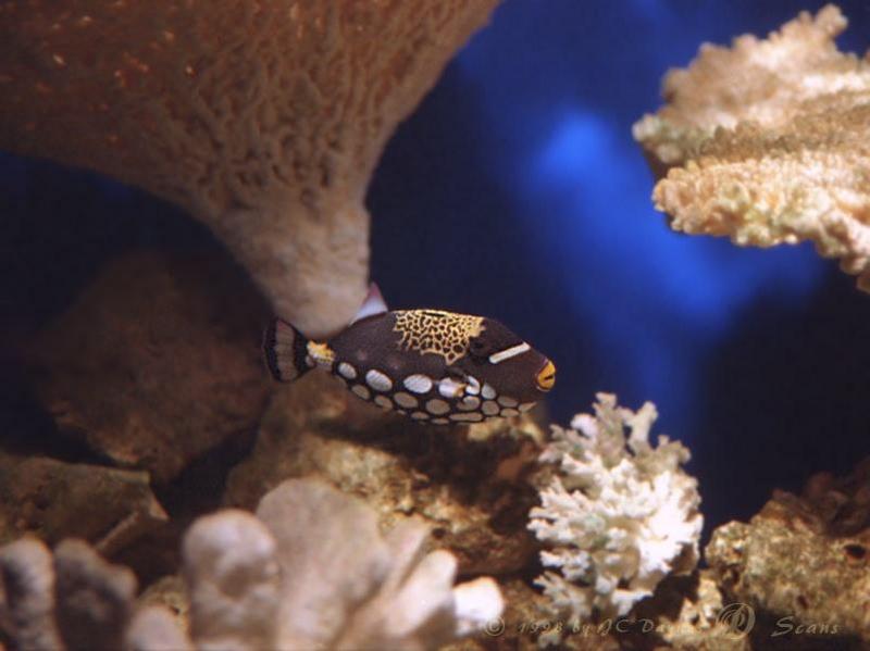 Fisha02l-Clown Triggerfish-in coral reef.jpg