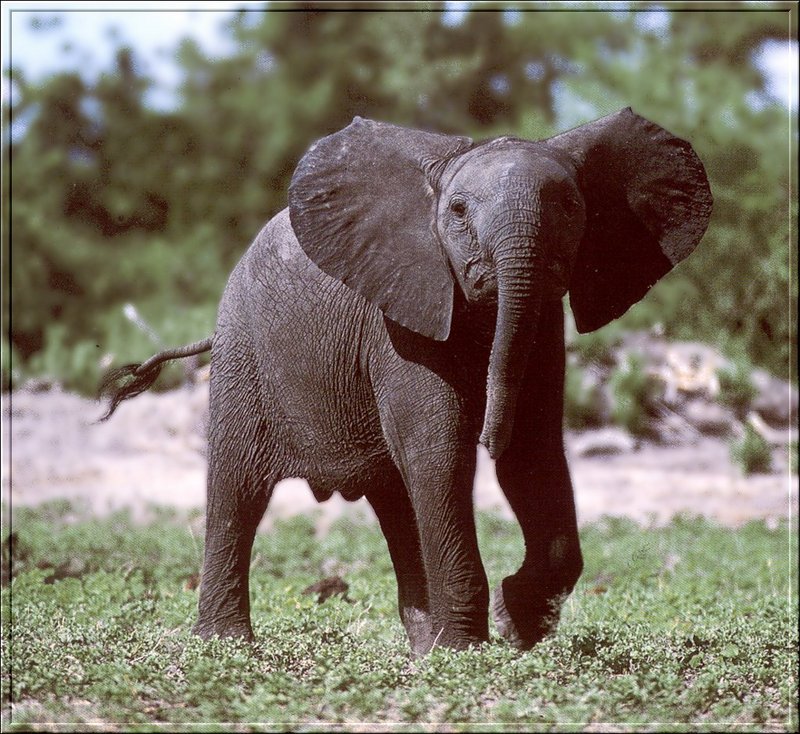 PO Fisa 049 Elephant dans un camp.jpg