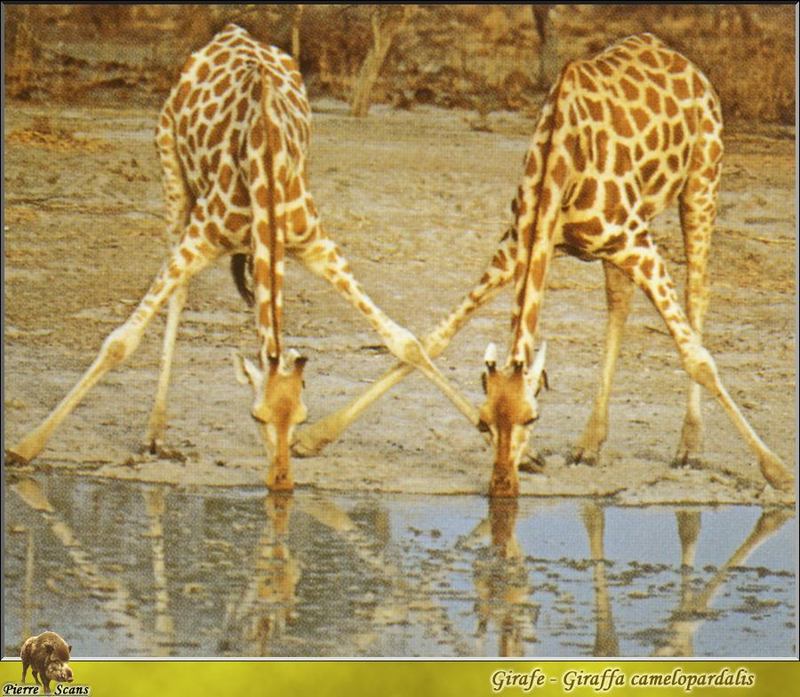 po wl 028 girafes 2.jpg