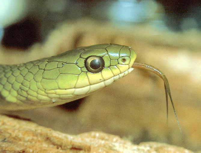 Green Snake 1.jpg