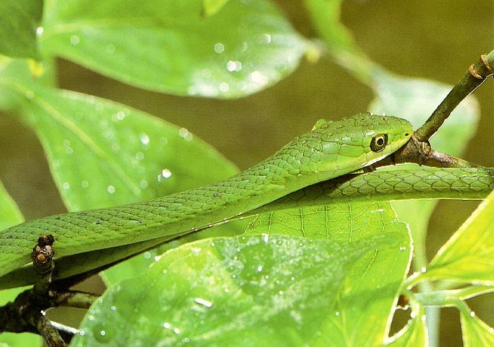 Green Snake 2-Hidden on branch.jpg