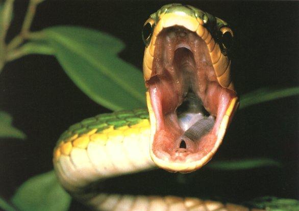 Green Snake-Open wide mouth.jpg