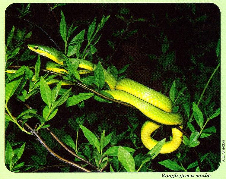 arwl293 Rough green snake 2.jpg