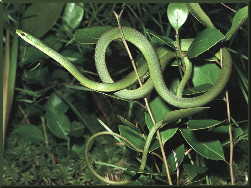 Rough Green Snake 01.jpg