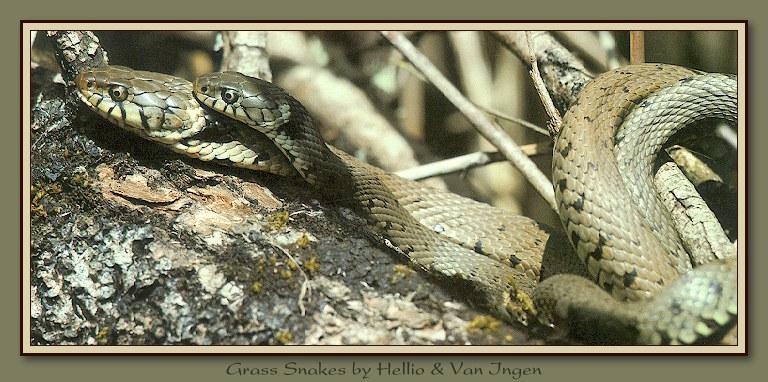 rep s010-Grass Snakes-Interwinded.jpg