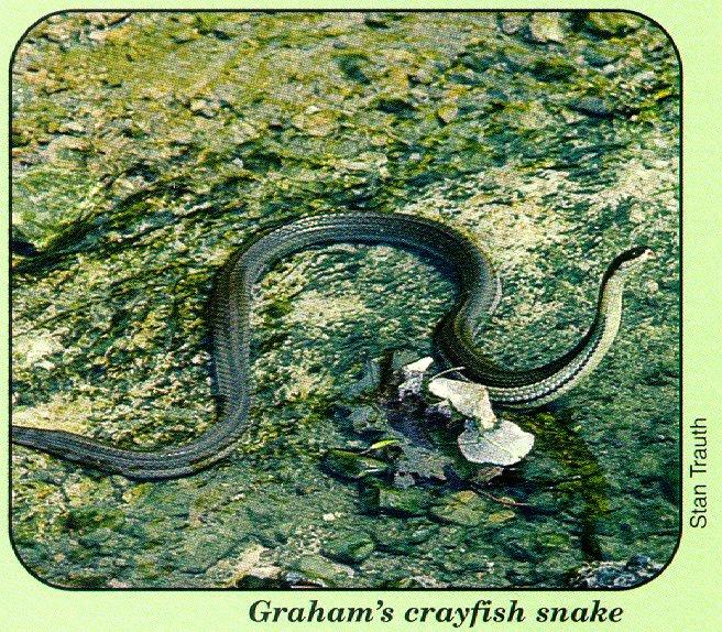 arwl293 Graham\'s crayfish snake.jpg