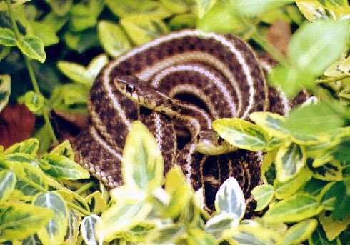 Snakes-Garter Snake-brown-coiled.jpg