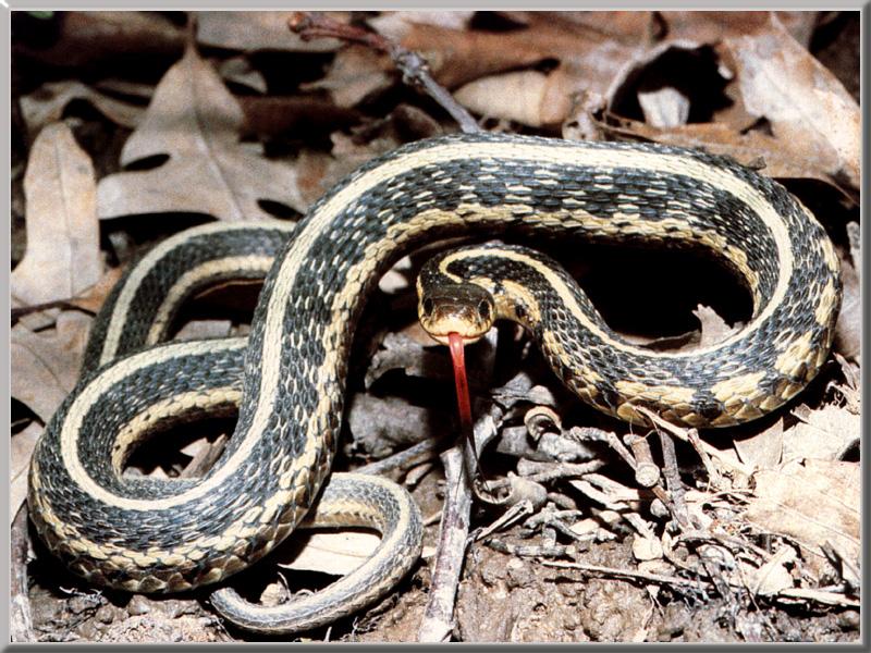 Common Garter Snake 01.jpg
