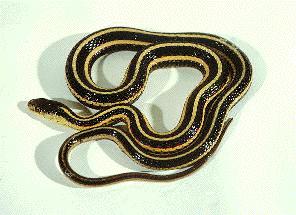 Red-Sided Garter Snake 03.jpg