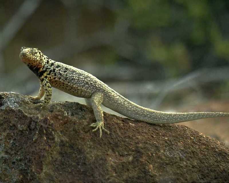 animalwild082-Galapagos Lava Lizard-On Rock.jpg