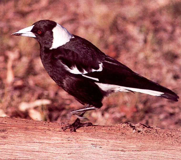 absc 002oz australian magpie black-backed form.jpg