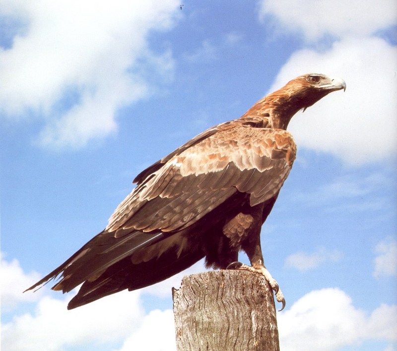absc 009oz wedge-tailed eagle.jpg
