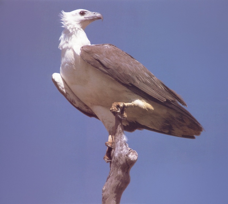 absc 010oz white-bellied sea eagle.jpg