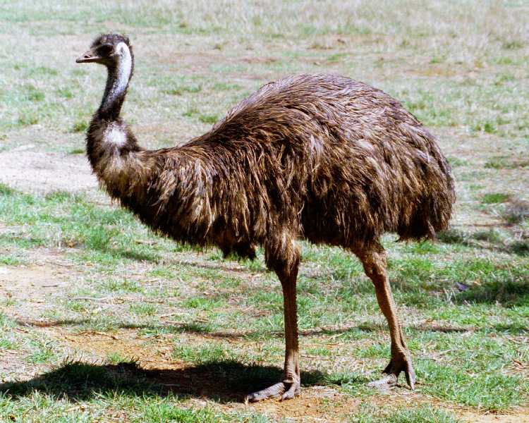 aus 2000 31 03 cleland emu.jpg
