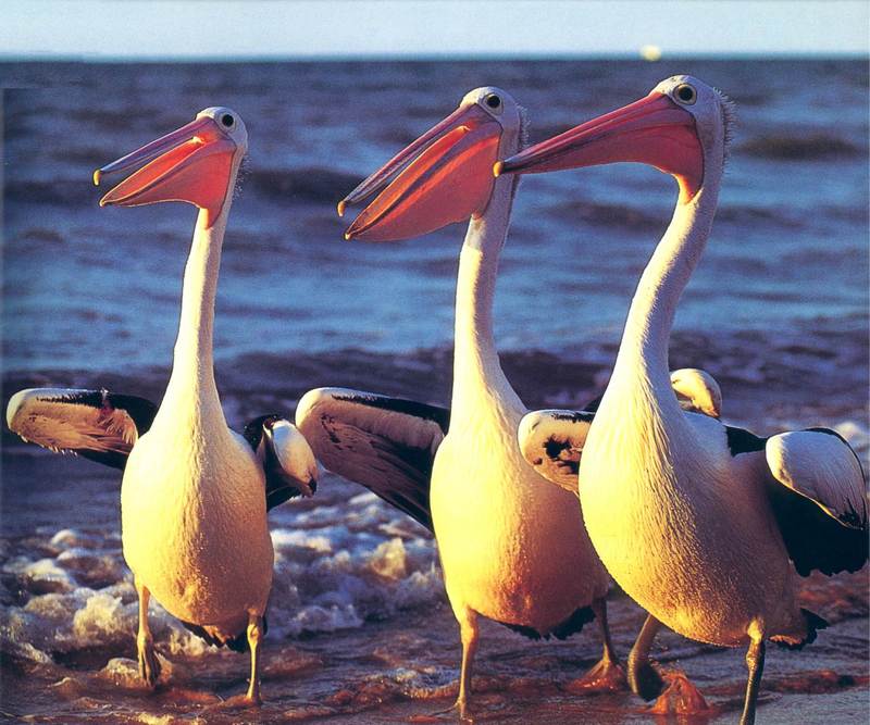 bab017oz pelicans.jpg