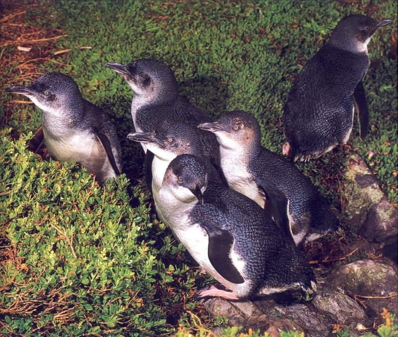 bab030oz little penguins.jpg