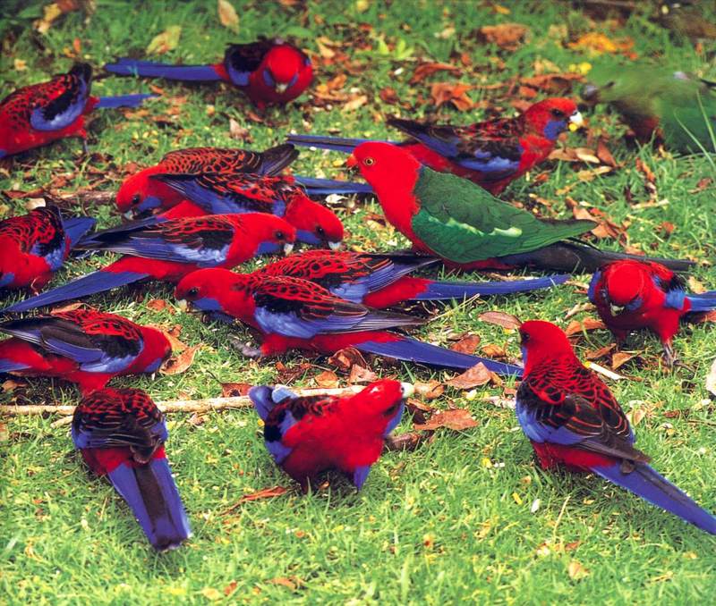 bab033oz king parrot and friends.jpg