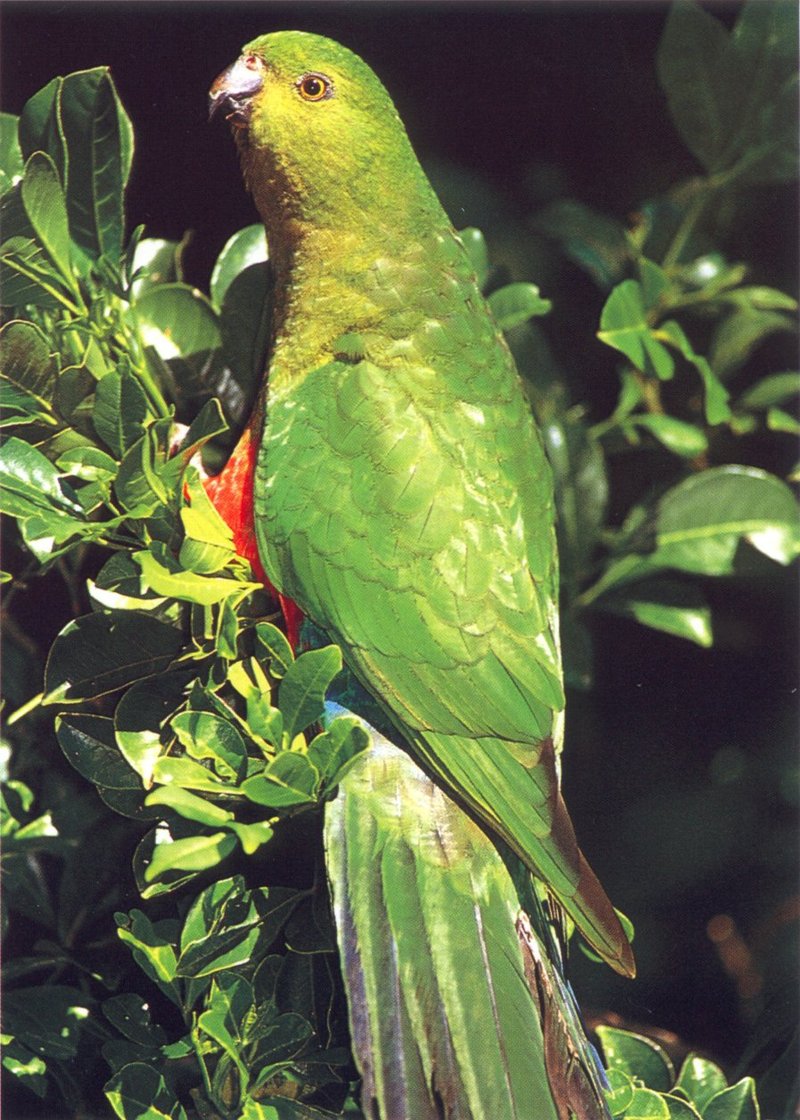 bab035oz king parrot female.jpg