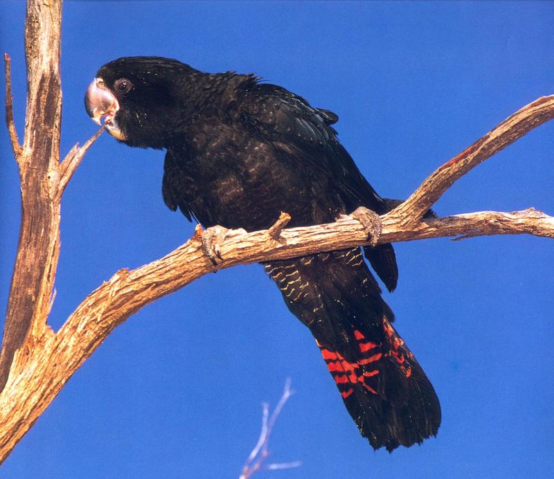 bab043oz red-tailed cockatoo.jpg